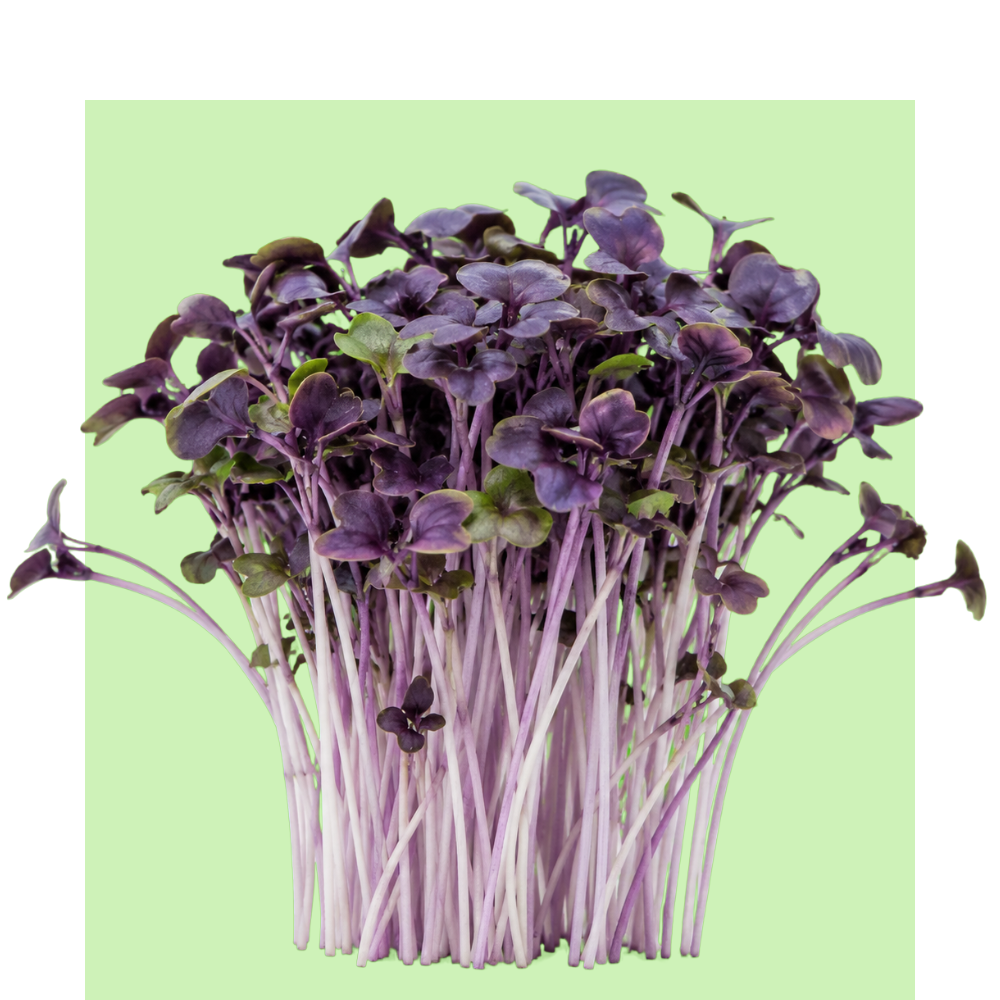 Microbrotes de Albahaca Morada 60g/250g | Tierra